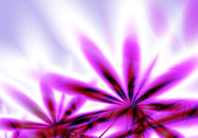 blossom