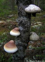 tree-mushrooms tree-mushrooms