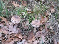 o_img_0338