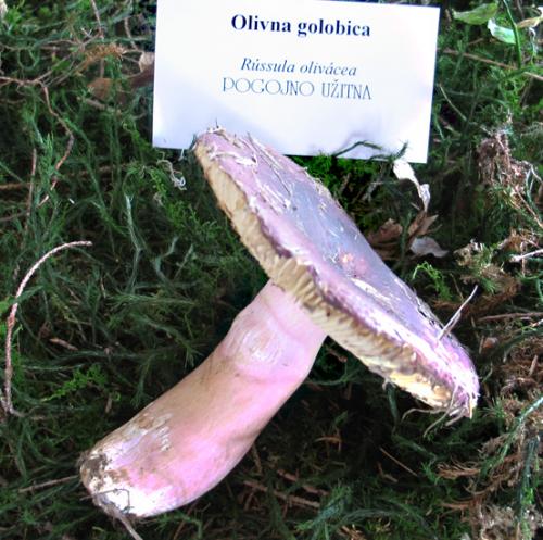 golobica olivna