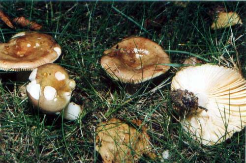 Russula_pectinata