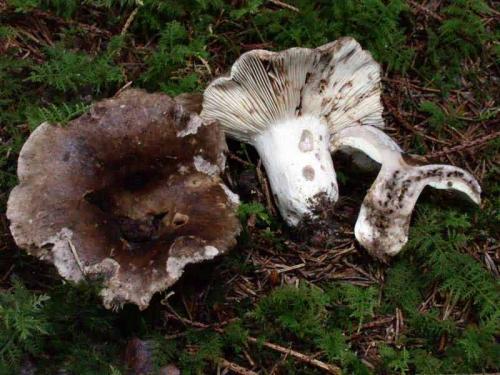 Russula_acrifolia