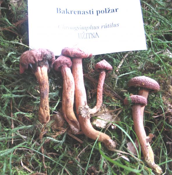 POLŽAR BAKRENASTI