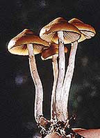 p.azurescens3.jpg