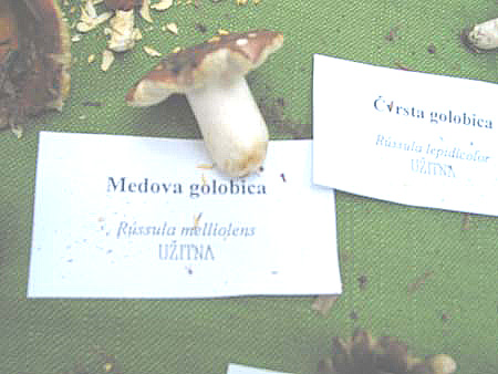 MEDOVA GOLOBICA