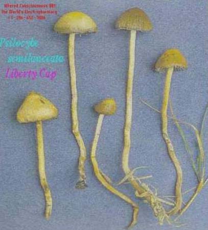 Psilocybe_semilanceata_-_picked.15536.jpg