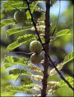 Naziv izdelka: Amalaki		 
Slovensko: indijska kosmulja
Latinsko: Emblica officinalis (syn. Phyllanthus emblica )
English name: Indian Gooseberry
Sanskrit / Indian name: Amalaki


Amla fruits are anabolic, anti-bacterial and resistance building. 
The fruits also possess expectorantThe dried fruit is useful in diarrhea and dysentery.
, cardiotonic, anti-pyretic, anti-viral and anti-emetic activities. 

