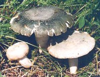 ZELENA GOLOBICA
Russula_virescens