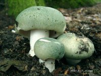 Russula virescens