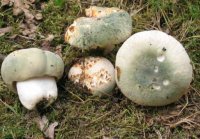 Russula virescens

UŽITNA