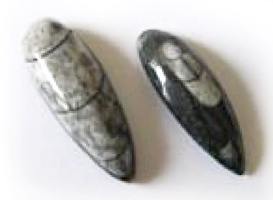 fosil2